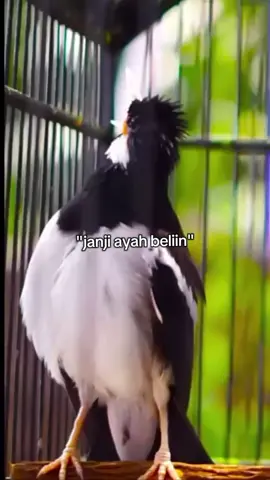 nah versi apa lagi nih #fyp #viral #kicaumania_indonesia #jalaksurenindonesia#slamlamsatuhobi 