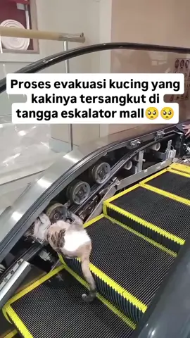 Terima kasih pak teknisi dan staff mall, #fyppppppppppppppppppppppp #cat #catlover #lewat #fyp 