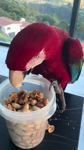 Yo quiero pasta!!! 🐲🍜 Está mier** 💩 para ti!!!!  #macaw #parati #loros #parrot #loca 