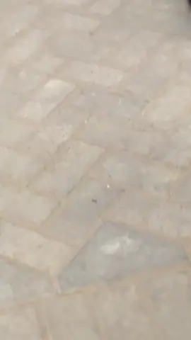 Info ngopinya mas👋🏻😁#fyppppppppppppppppppppppp #cepekcantik #cepekhits #cepekresah #lampungviral 