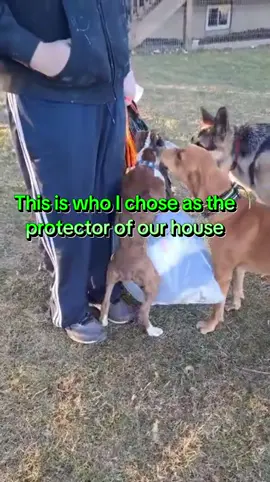 Who I chose as the protector of our house #funny #trending #lol 