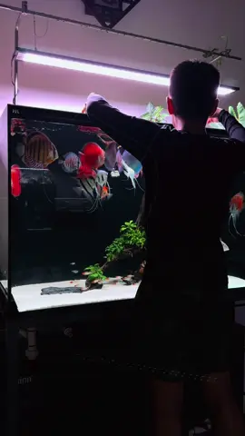 Tập toẹ chơi cá 2 năm hơn rồi mới thấy.... không có ngày nghỉ....                     #aquarium #tiktok #fish 