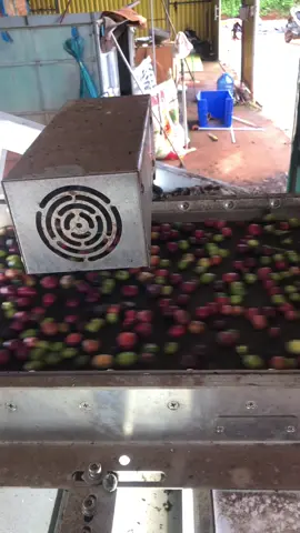 Lựa đc trái cà chín mà mưa bão quá không phơi được 😭😭😭