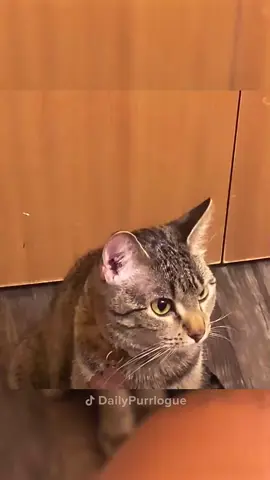 #cat #catsoftiktok #funnycats #catlover 