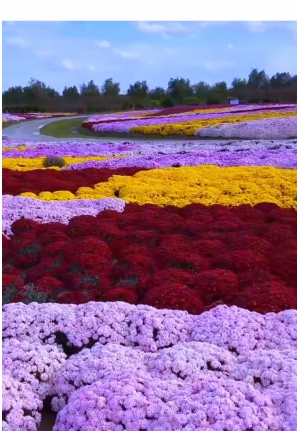 #ဂန္ဓမာ #ပန်းချစ်သူ #park #nature #flowers 