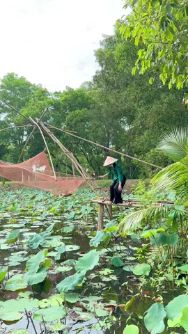 Bên quê thơ mộng #gaique #thápmườiquêtuinhá🌼🌼 #đôngsenthapmuoi #dưacọngsen #emgaimientay 