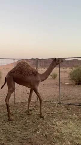 #ماشاء_الله_تبارك_الله #هجن_الاصايل #هجن_تبوك #ميدان_تبوك 