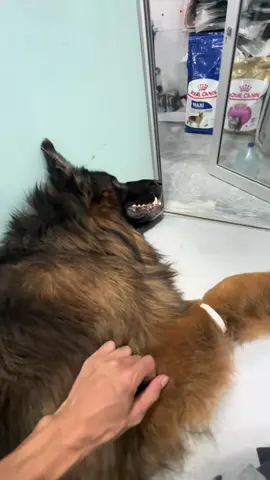 🥲🤧❤️‍🩹 #ghostkennel #unfrezzmyaccount #growmyaccount #tiktok #fyp 