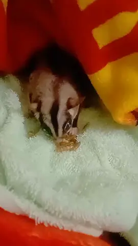 กินของโปรดก่อนออกวิ่ง#หนอนนกอบแห้ง #ชูก้าไกรเดอร์ 