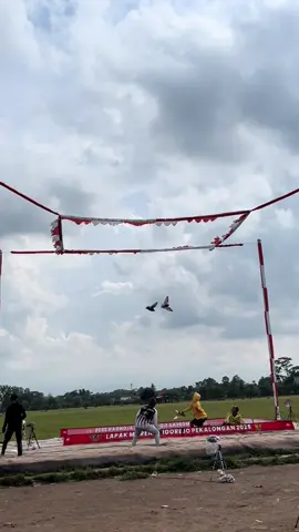 #merpatikolongbebas #merpatilovers #merpatikolongindonesia #merpatikolong 