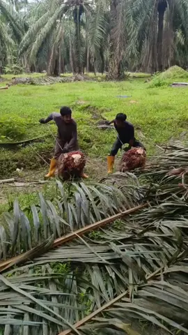 jangan lihat hasil nya tapi lihat dulu perosesnya🫠 #kulisawit🙏 