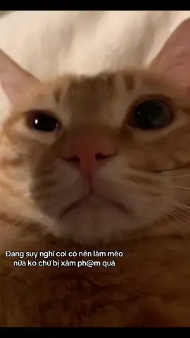 Chắc phải viết đơn gửi cho lhq quá!! #viral #xuhuong #fyb #cats 