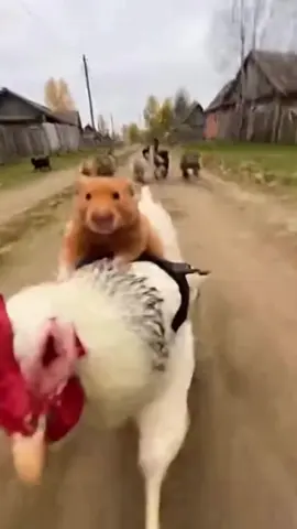 Хорошо в деревне 💕