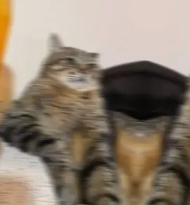 followda dhig wll mcn 😂