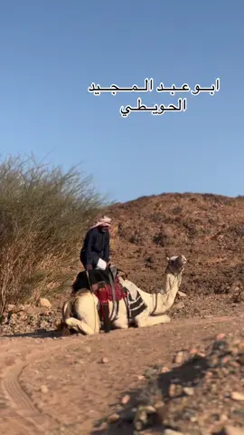 #بجده_تبوك_المنطقة_الشمالية #ركبات_هجن_ماشاءالله🤍🐪 