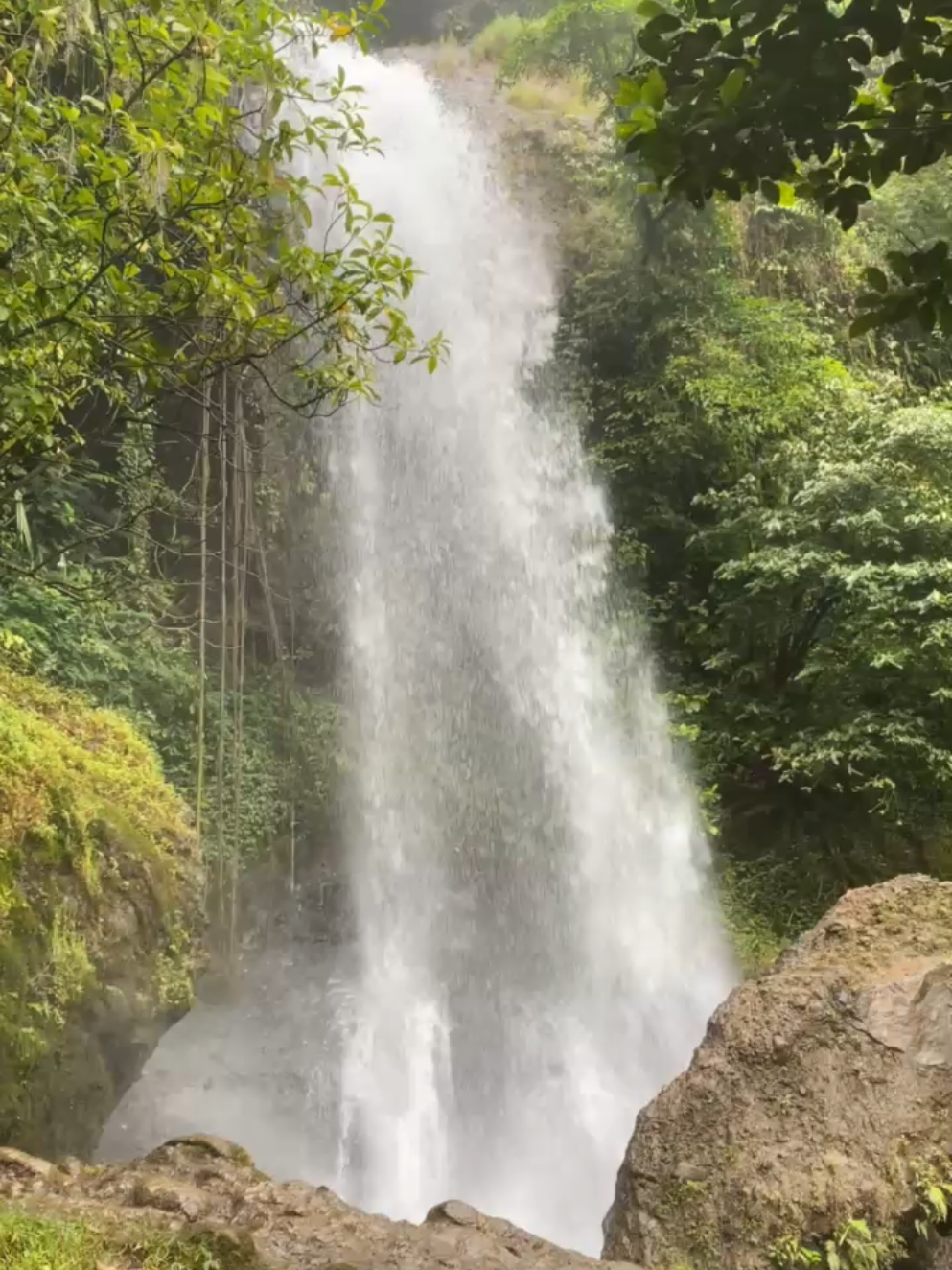 Curug Luhur, Cikurutug, Cireunghas Objek wisata alam air terjun yang terletak di daerah Kampung Karikil, Rt 01/07, Desa Cikurutug, Kecamatan Cireunghas, Kabupaten Sukabumi. Air Terjun dengan ketinggian sekitar 15 meter ini sekarang mulai ramai dikunjungi oleh pengunjung sukabumi dan sekitarnya. Untuk akses jalan ke curug ini bisa mengunakan sepeda, sepeda motor dan mobil. Setelah kendaraan di parkir, selanjutnya kita harus berjalan kaki atau hiking kurang lebih 1 jam kurang untuk sampai ke lokasi air terjun ini. Ketika kita hiking di suguhi pemandangan persawahan, sungai, hutan bambu dan tebing-tebing batu yang indah. Untuk tiket masuk ke air terjun ini gratis. #airterjun #curugluhur #cikurutug  #cireunghas #sukabumi 