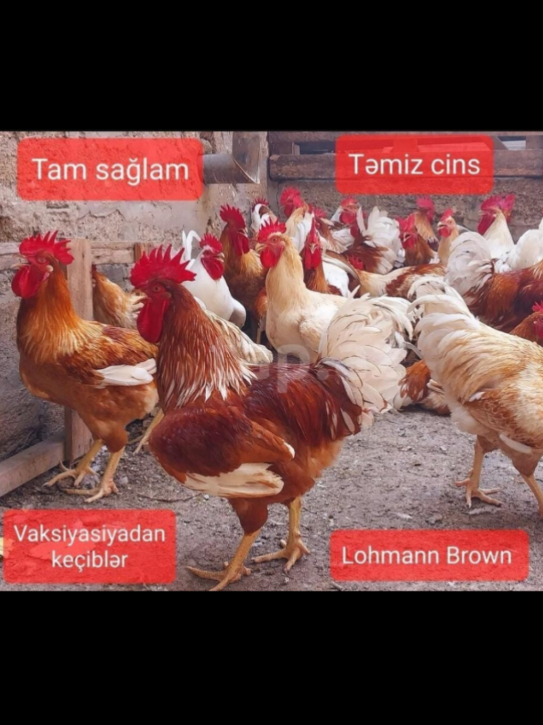 #çempion🥇 #lohmannbrown #Azərbaycan 