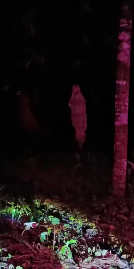 JOIN LIVE SEKARANG JUGA#fyp #horor 