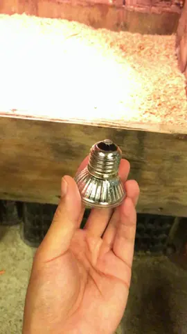 Cách nuôi gà mùa đông đảm bảo #gàtrebaccoc #gàtrebacvietnam🇻🇳 #gatre #gatrebactit 