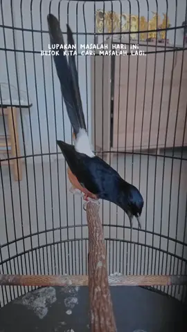 Tetap Tenang Senang dan menyenangkan.. karna hidup ini bukan utk di ratapi tapi di nikmati (SinarKuta) #muraibatuindonesia #cucakijomania #cucakijoprestasi #cucakijoindonesia #