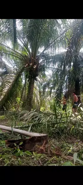 #masukberanda #fypシ゚ #fppppppppppppppppppppppp #masukberanda #perintisbukanpewaris 