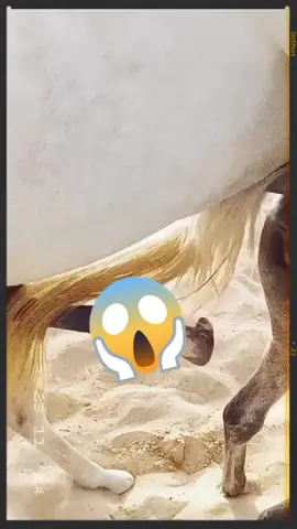 Wao horses Breeding watch and enjoy guys.  #Meeting #Dog #Animal #Horse #Fyp 