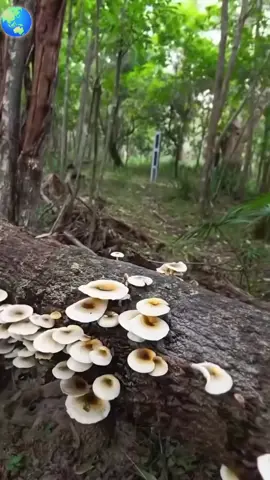 #wahidatlantic #relaxation #اكسبلورexplore❥🕊 #emotional #iloveyou3000 