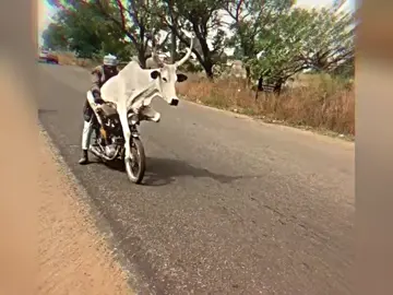 @cái mew gì vậy? 