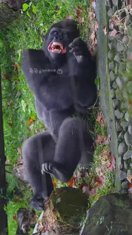 Chán vl ra 😌#petcute #khoanhkhacdangyeu #khỉ 