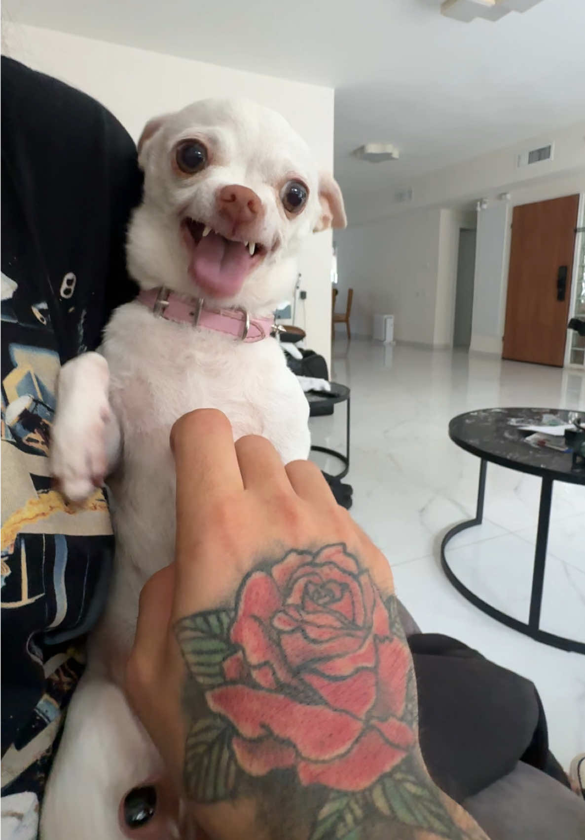 She jump on me from nowhere🤣🤣🤣(מה זה השינוי מצבי רוח האלה) @Eviatar Ozeri @Nikiozeri #nikiozeri #chihuahua #dogs #angrydog #kuchikuchi 