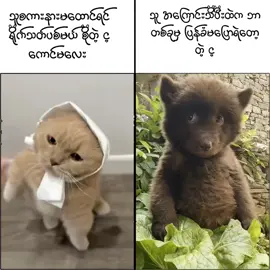 @Thinthin 🤪😘#for #car #crd #ဟာသလေးများ🤣🤣🤣 