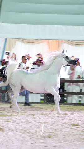 الفاتنة اتش جي دريم انجل 🤍 #horse #arabianhors #خيل #بطولة_حائل_لجمال_الخيل_العربية_الاصيلة 