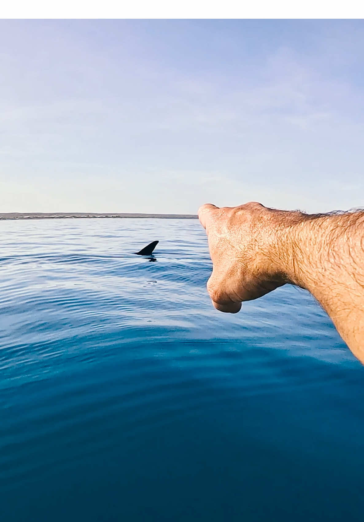 transparent kayak - world’s largest shark