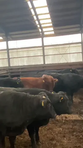 Mấy ngày không gặp Như lại nhớ nữa rồi 😆#toidayne97 #xuhuong 