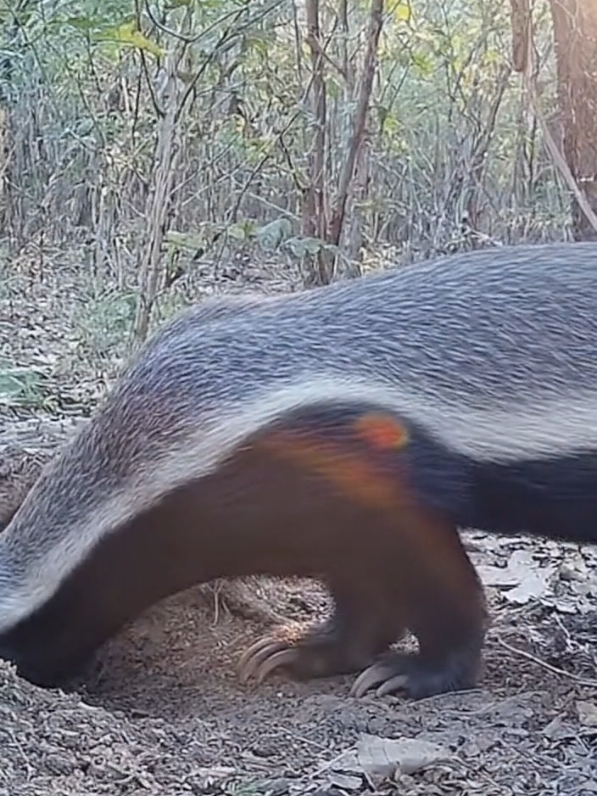Honey Badger Raids Snake Nest | Rare Jungle CCTV Footage  #honeybadger  #snakenest  #junglelife  #caughtoncamera 
