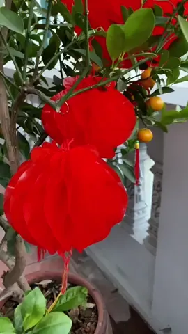 Trả lời @Tạp Hoá Xịn Xò🛒 Cả tiktok này nể mỗi nàng luôn đó 🤣#denlong #denlongtet #denlongdo #tet2026 #xuhuong 