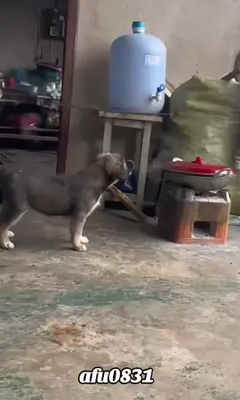 #粉丝一千万 #dog #cute #foryou #fyp 