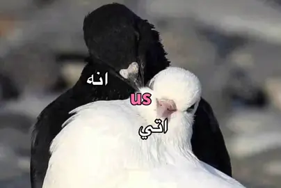 اتي  #foryou #fyppppppppppppppppppppppp #fyp #رياكشن #memes 