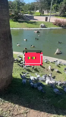 🇲🇱🇲🇱🇲🇱🫶🏽🫶🏽🫶🏽🫶🏽