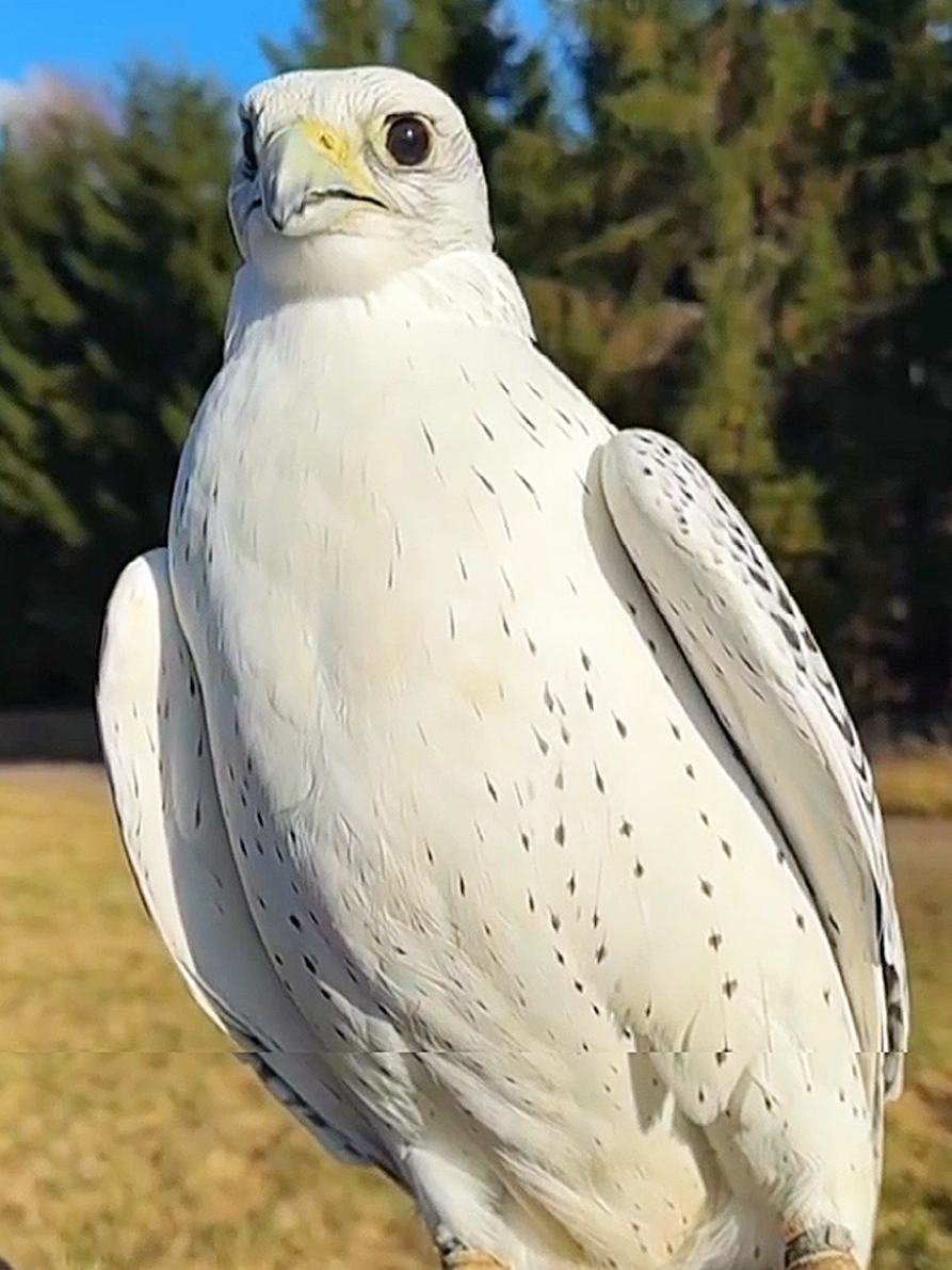 #eagle#eagles#eaglesfootball #ملكه_العقبان_ف_مصر🤍🇪🇬🦅 #شمس_نبوي_مصر🤍🇪🇬🦅 