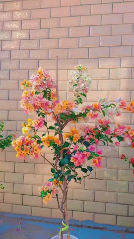 golden sunshine bougainnvillea e thấy đây là màu đẹp nhất các loại hoa giấy  hợp trồng chậu bé 