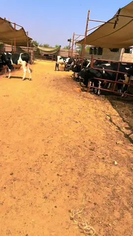 #السيره_اطول_من_العمر #عجول_بلدي #بقري #ابوهشيمه 