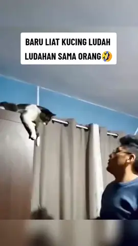 alahh meng alahhh#core #yanglagiviralsekarang #kucing#kucingcore #kucinglucu #kucing #catlover#catlovers #catlover #cats #catsoftiktok #fyp #lucu_ngakak