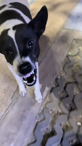 โมโหหิว???  #หมาพัทยา #หมาตลก #หมามึน 