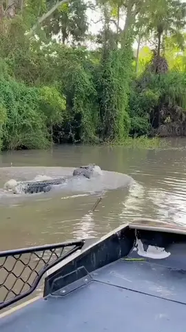 buaya pelindung #viral #trending #tiktok #fyp 
