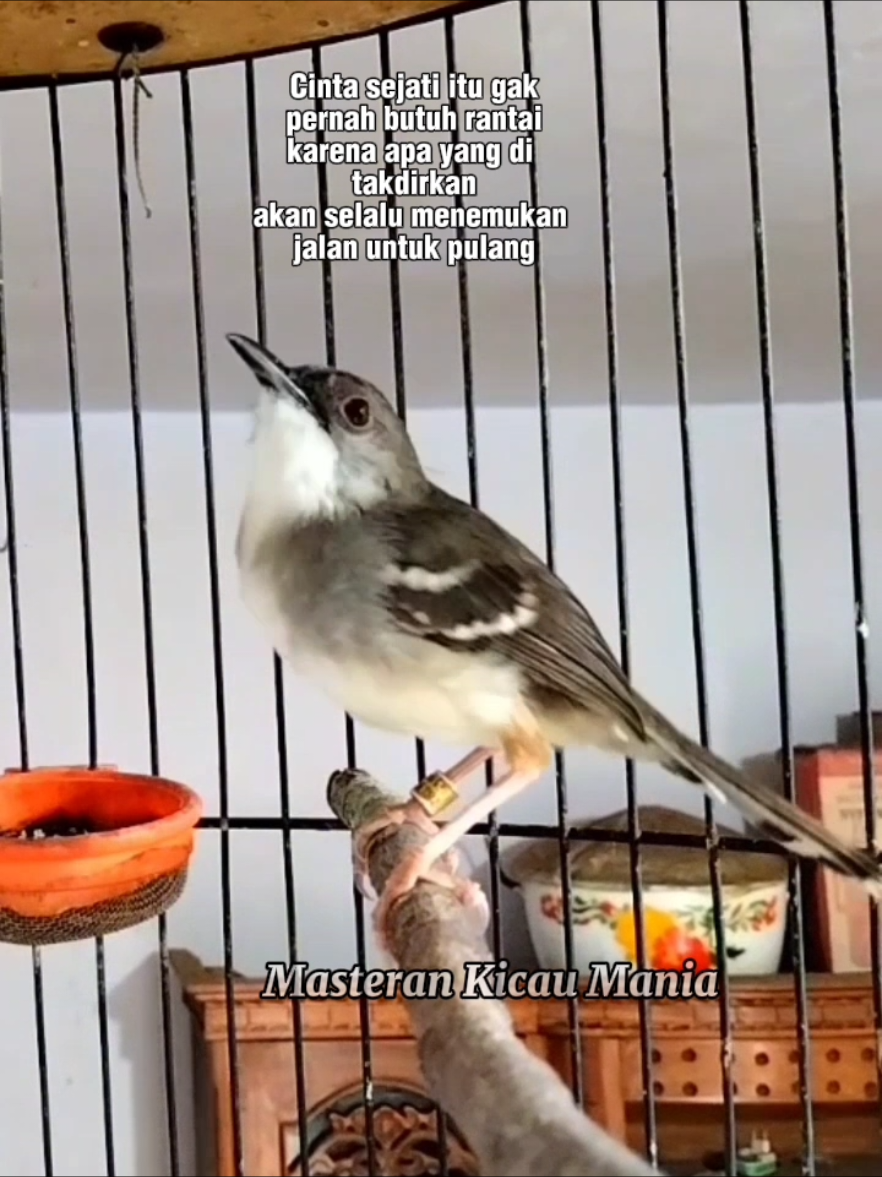 kalau km mencintai seseorang jangan pernah di paksa jangan pernah di kekang, kalau dia mau pergi biarin saja dia pergi, kalau dia kembali berarti dia milikmu, kalau tidak pernah kembali berarti dia bukan takdirmu #ciblekkristal #ciblekngbren #ciblekngebrenngunci #ciblekngebrenpanjang 