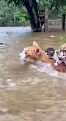 Tình mẹ luôn linh thiêng và ấm áp - Mong rằng mọi người mọi vật đều bình an khi lũ đến #videoviral #mualu #xuhuong 