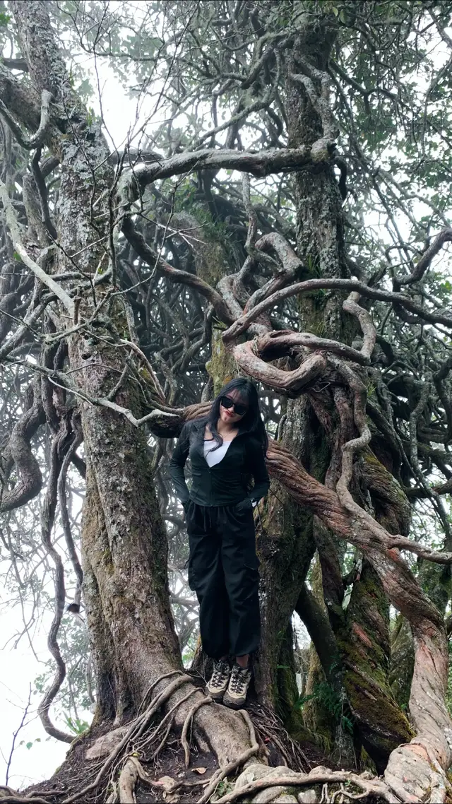 late post #tektok #pendakigunung #gunungmalang 