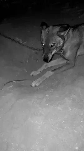 سرحاانننن #اكسبلورexplore #ذيب #ذيابه #سرحان #f 