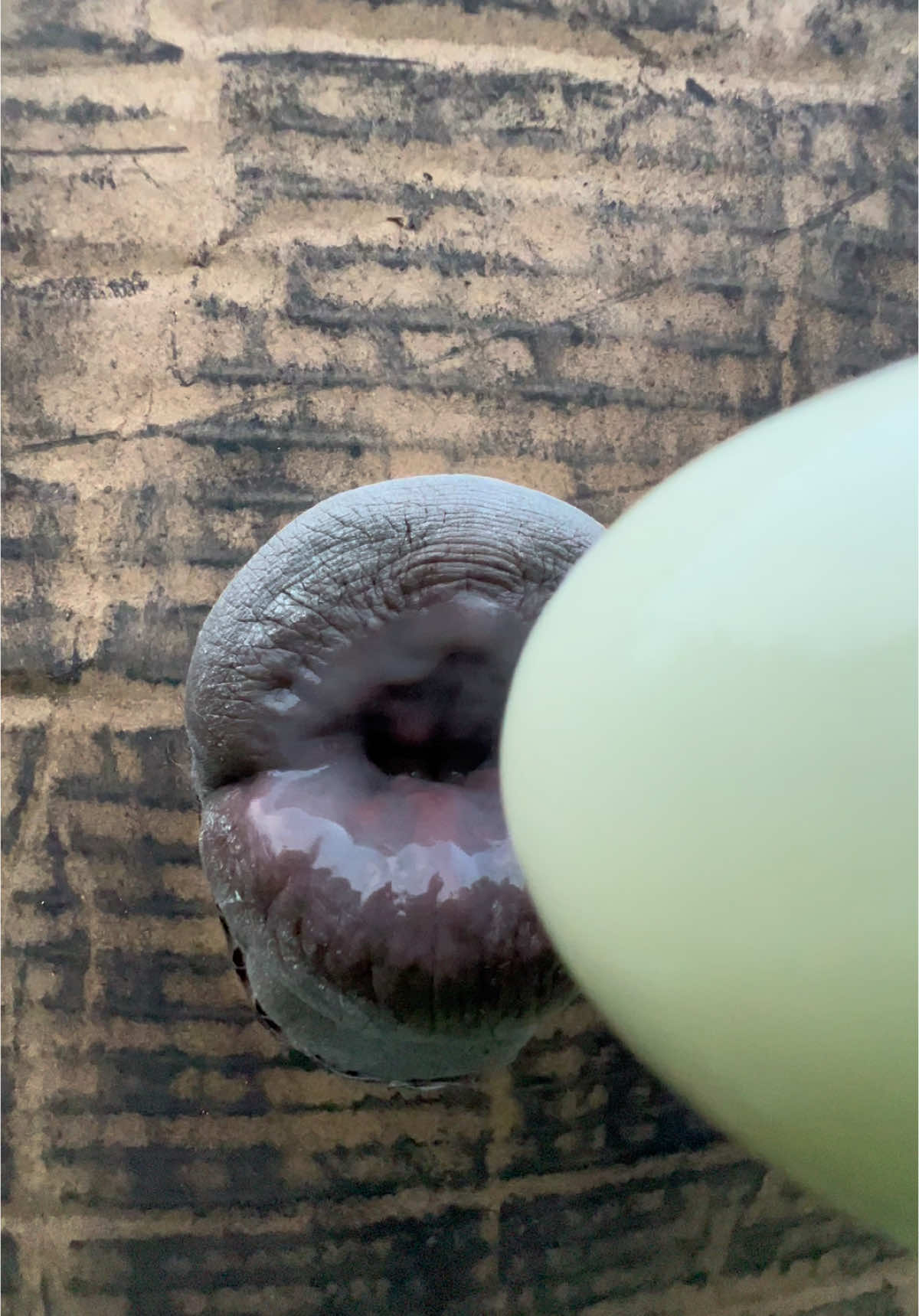 #ahoufe_ #viral #trending #fyp #trend 